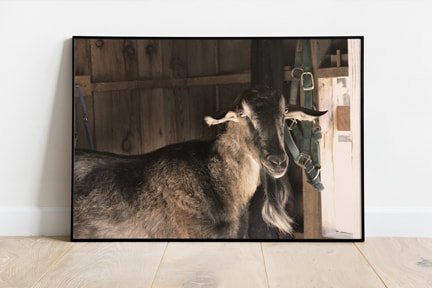 minted, goat, farm animal, art print, photography print, animal photo, 